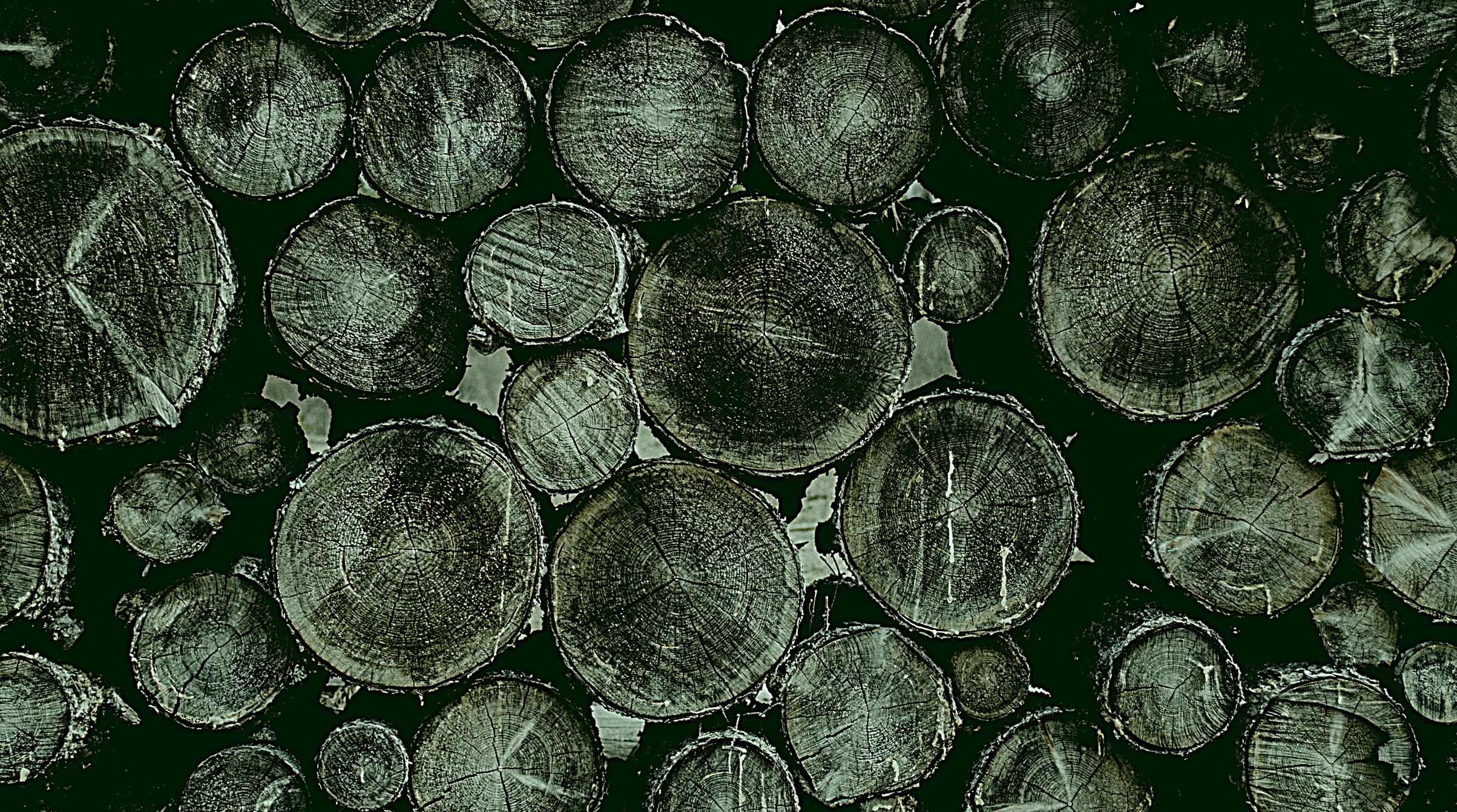 Bunch of Wood Stumps